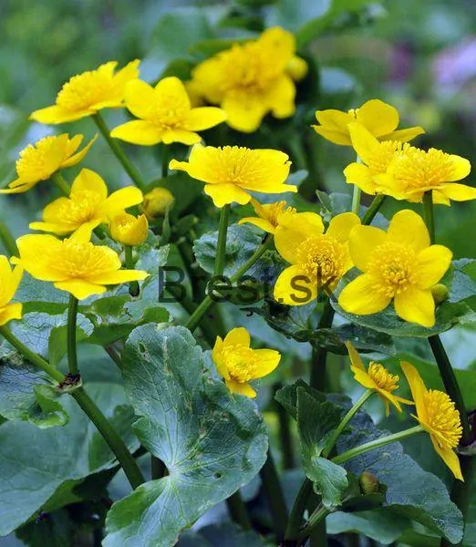 Caltha palustris